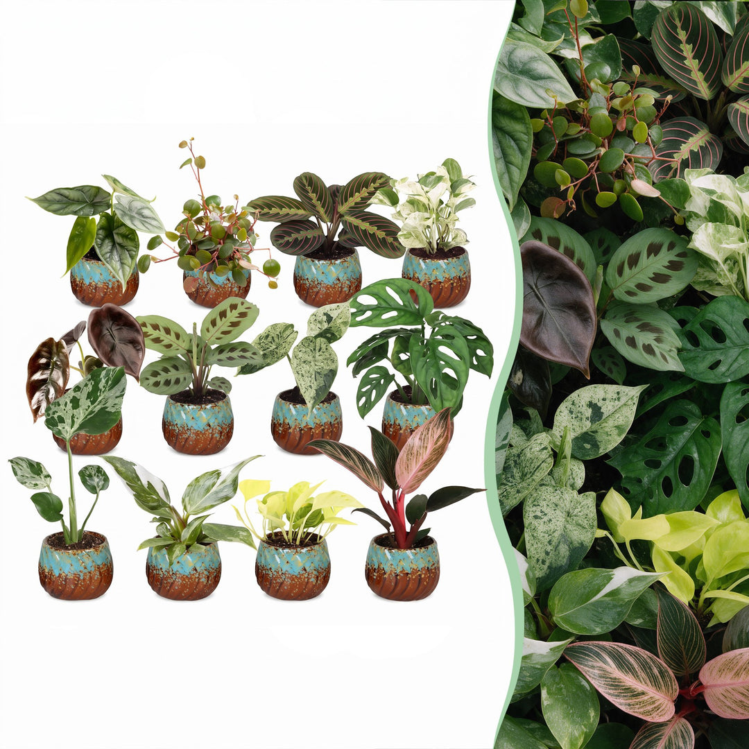 12x Baby Plants Surprise Box incl. Copper Reef – PlantGift.ie