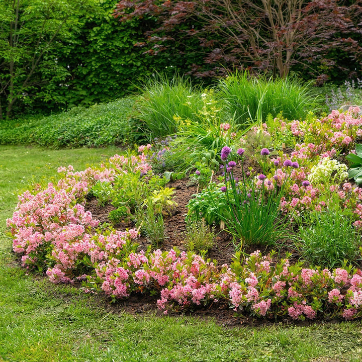 2 Rhododendron Bloombux Magenta plants in 23cm pots, 45-55cm tall - view 6