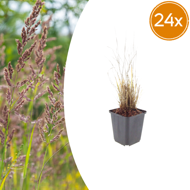 24x Calamagrostis brachytricha - ↕10-25cm - Ø9cm