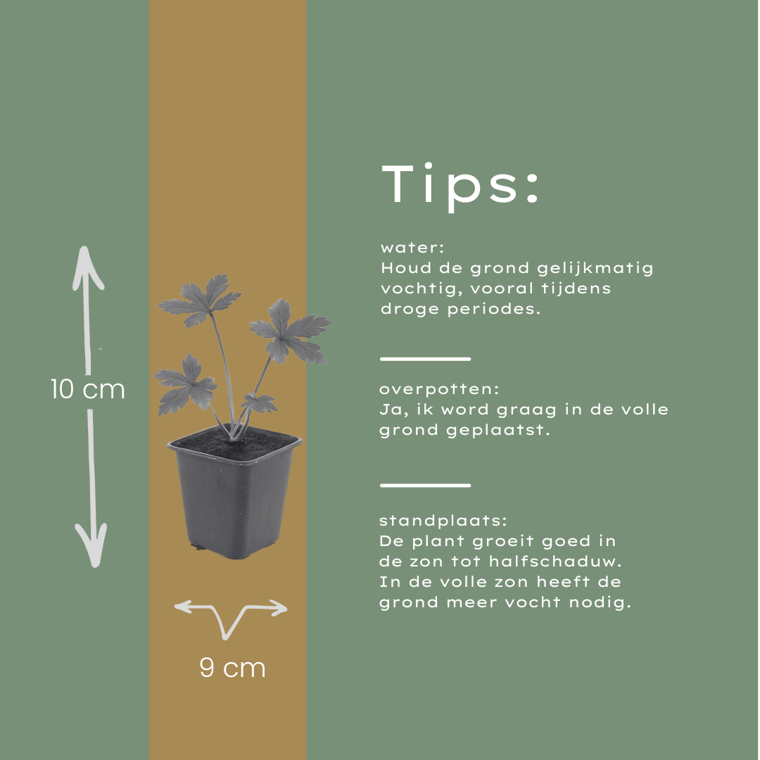 6x Astrantia major - ↕10-25cm - Ø9cm alternative angle showing habit and leaf structure