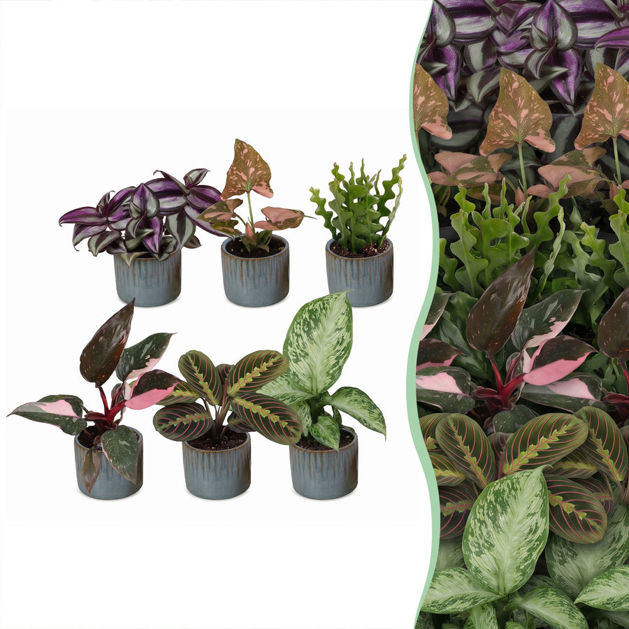 Baby Plants Surprise Box, pack of 6 tropical mini plants