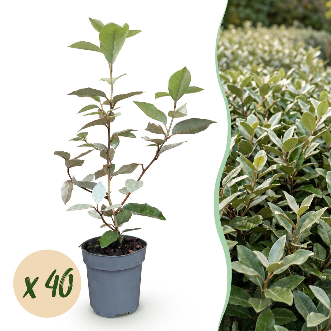 40 Elaeagnus ebbingei 'Compacta' hedging plants in 9cm pots, 25-35cm tall