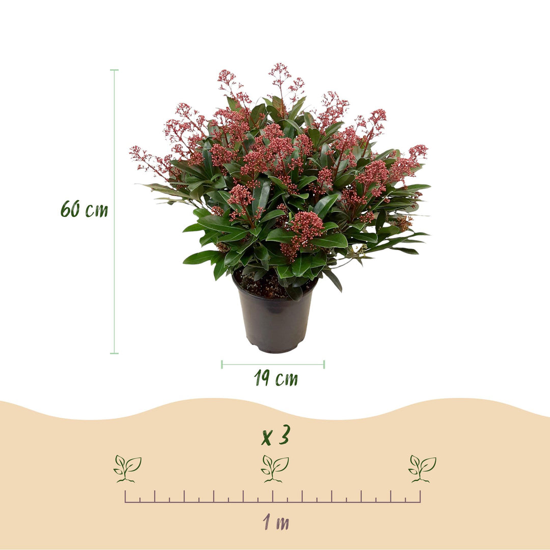 Pack of 2 Skimmia japonica 'Rubella' plants in 19cm pots, 60cm tall - view 3