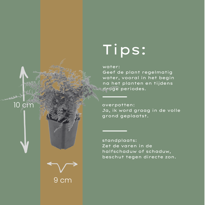 60x Polystichum set. 'Herrenhausen'- ↕10-25cm - Ø9cm