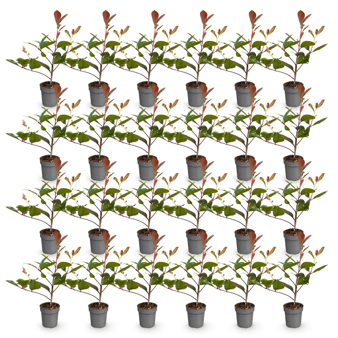 24 Photinia fraseri Red Robin hedging plants in 9cm pots - view 2