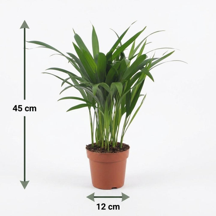 Areca Palm (Dypsis lutescens) - 2 Plants with Grey Ceramic Pot - 12cm Pot - 45cm Tall