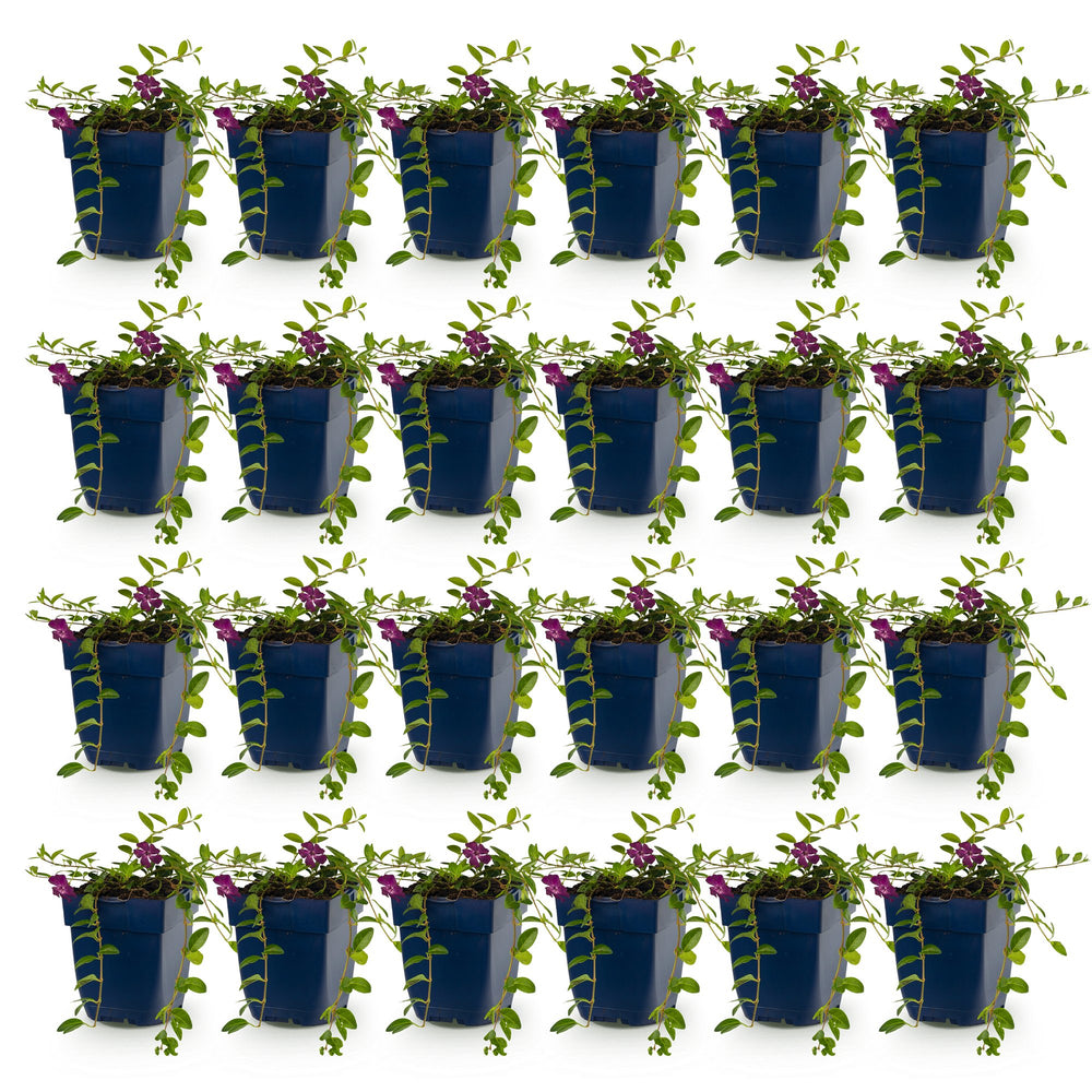 Pack of 24 Vinca minor 'Atropurpurea' lesser periwinkle plants in 11cm pots - view 2