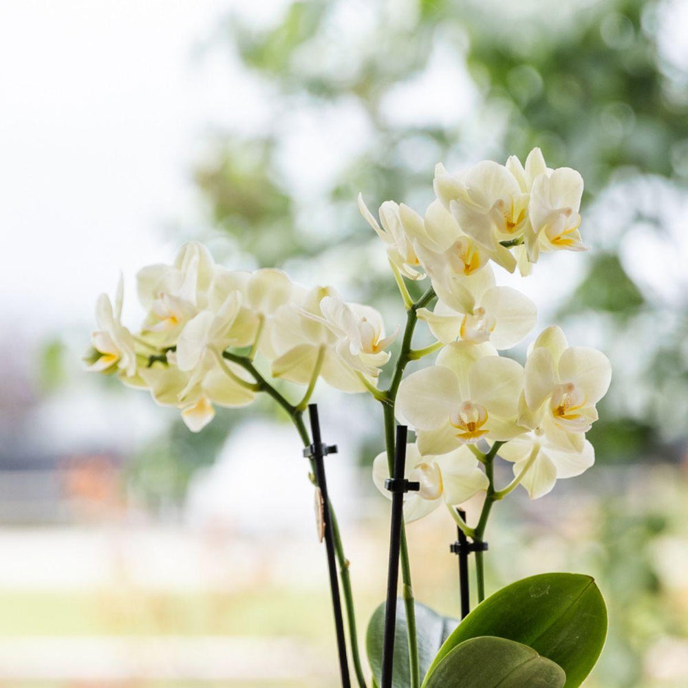 Yellow Phalaenopsis orchids in Simplicity pots on bamboo plate by Everspring, perfect for Easter gifting.
