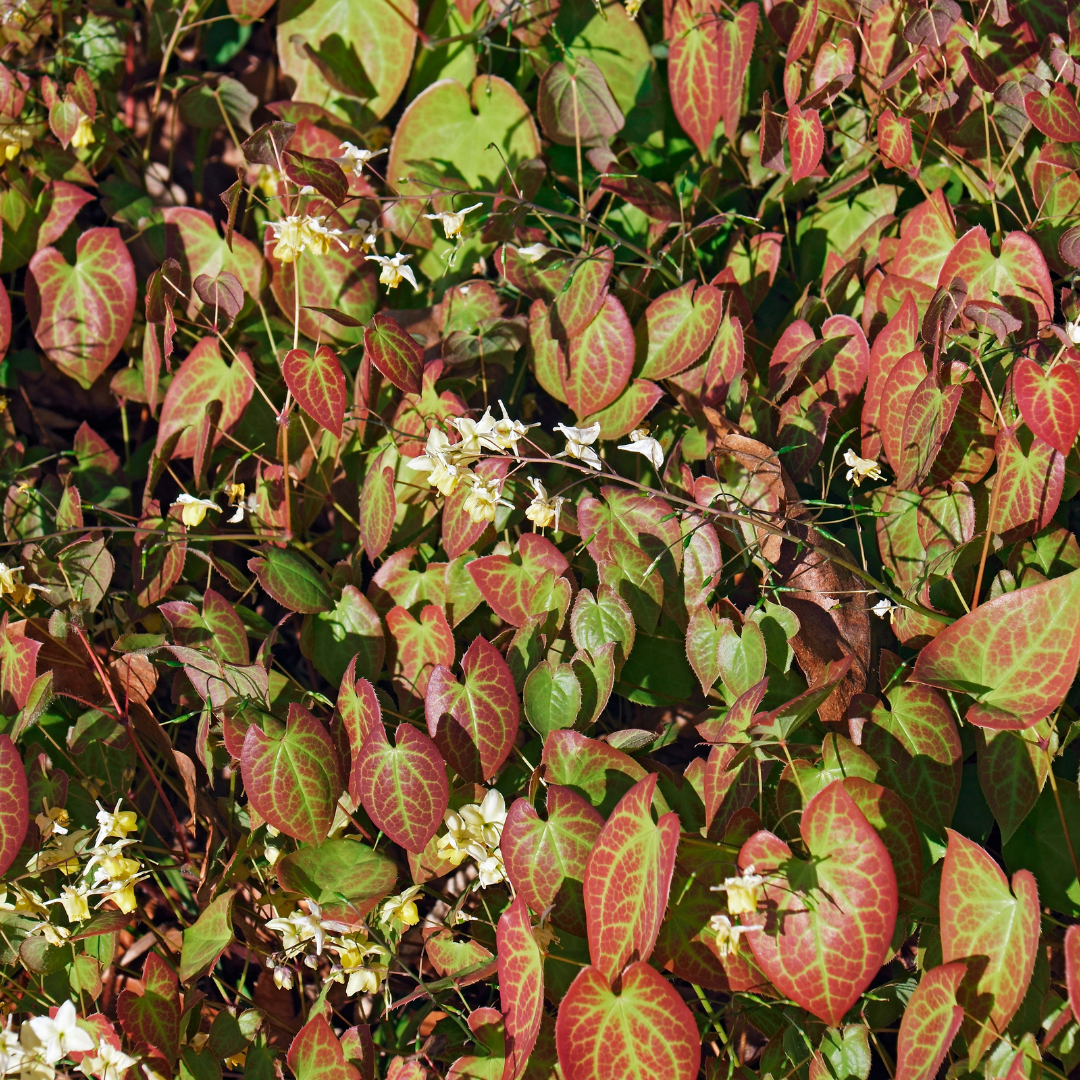 48x Epimedium y. 'Niveum' - ↕10-25cm - Ø9cm