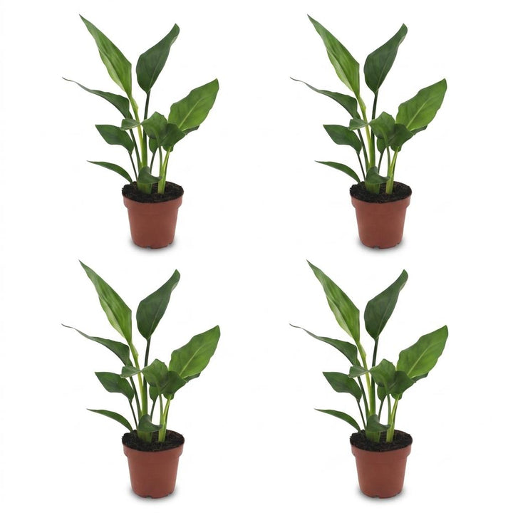 Bird of Paradise (Strelitzia reginae) - 4 Plants - 12cm Pot - 35cm Tall
