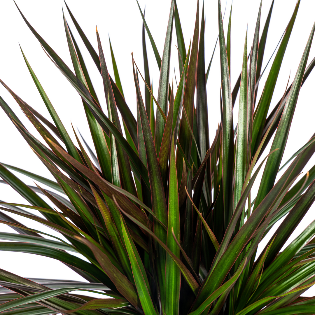 Dracaena Marginata Magenta 130-150cm — Madagascar Dragon Tree in 24cm pot, with basket