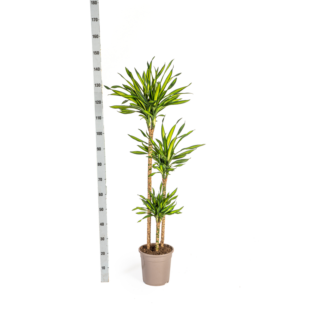 Dracaena Deremensis Rikki 130-150cm — Dragon Tree in 24cm pot