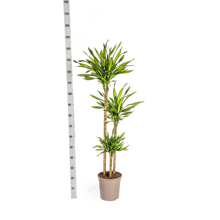 Dracaena Deremensis Rikki 130-150cm — Dragon Tree in 24cm pot