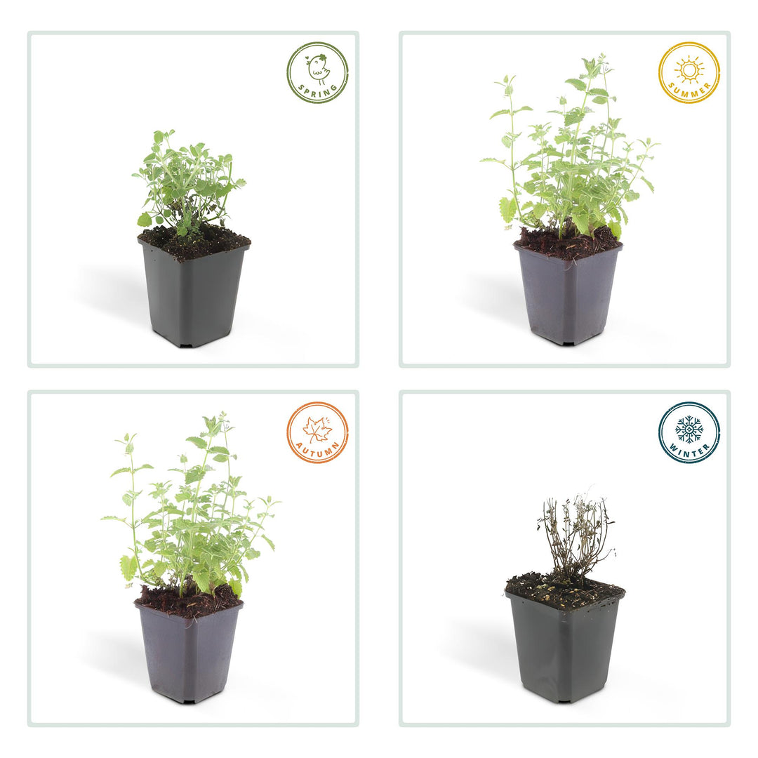 6x Nepeta 'Six Hills Giant' - ↕10-25cm - Ø9cm styled in an Irish home interior