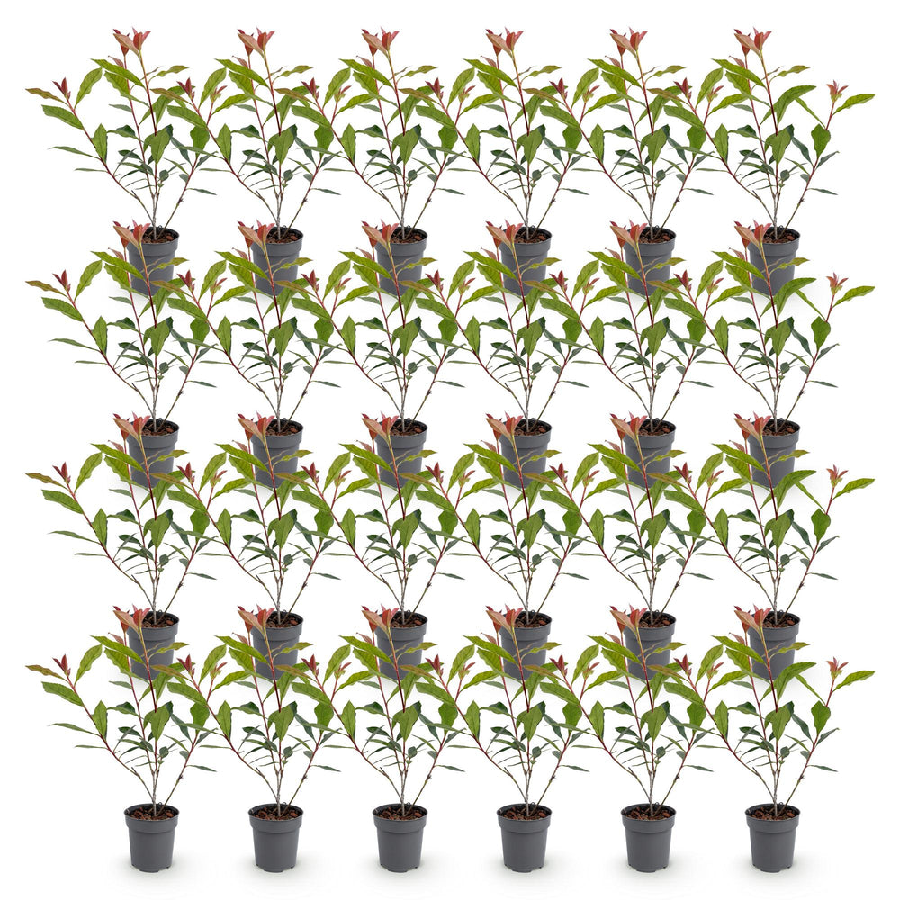 24 Photinia fraseri Carre Rouge hedging plants in 9cm pots - view 2