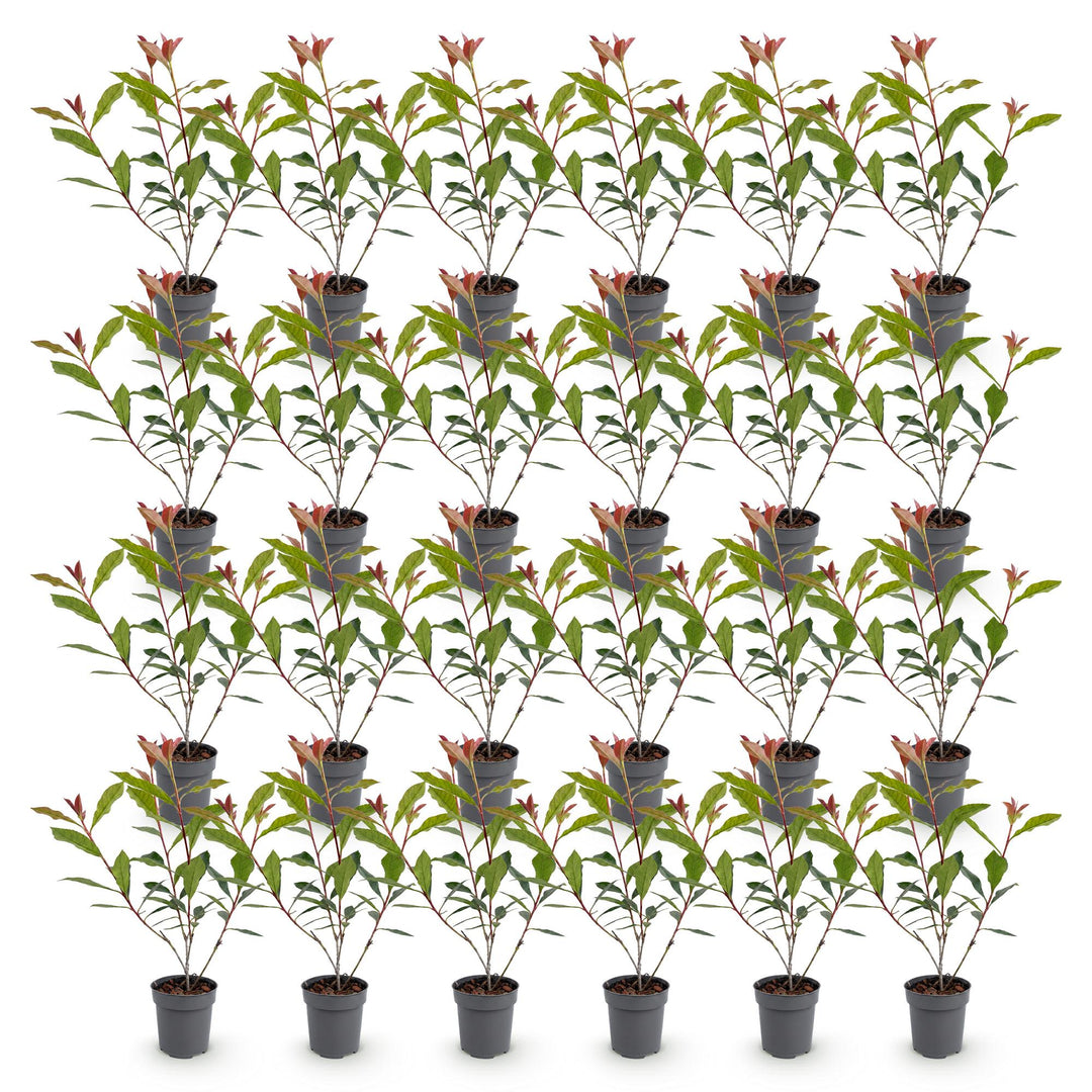 24 Photinia fraseri Carre Rouge hedging plants in 9cm pots - view 2