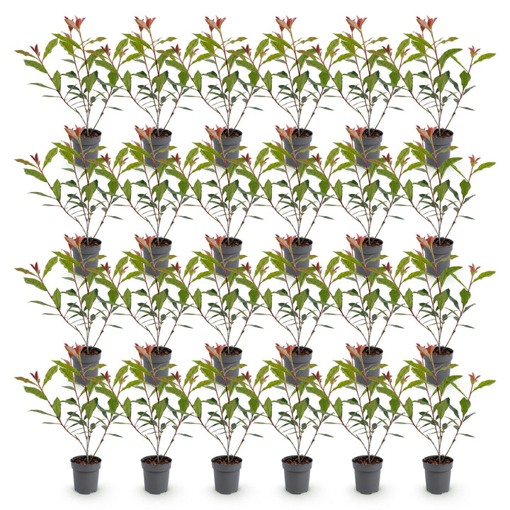 24 Photinia fraseri Carre Rouge hedging plants in 9cm pots - view 2