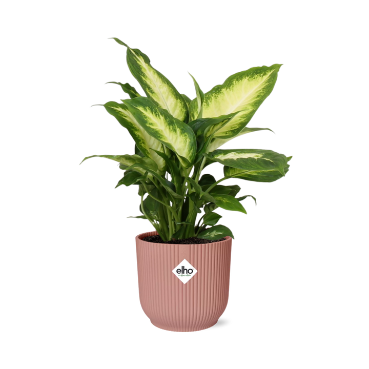 Dieffenbachia Camilla with cream and green variegated leaves in a pink ribbed ELHO Vibes pot