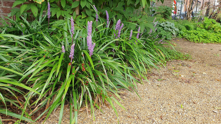 20x Liriope muscari 'Ingwersen' - Hardy Purple Lilyturf 10-25cm