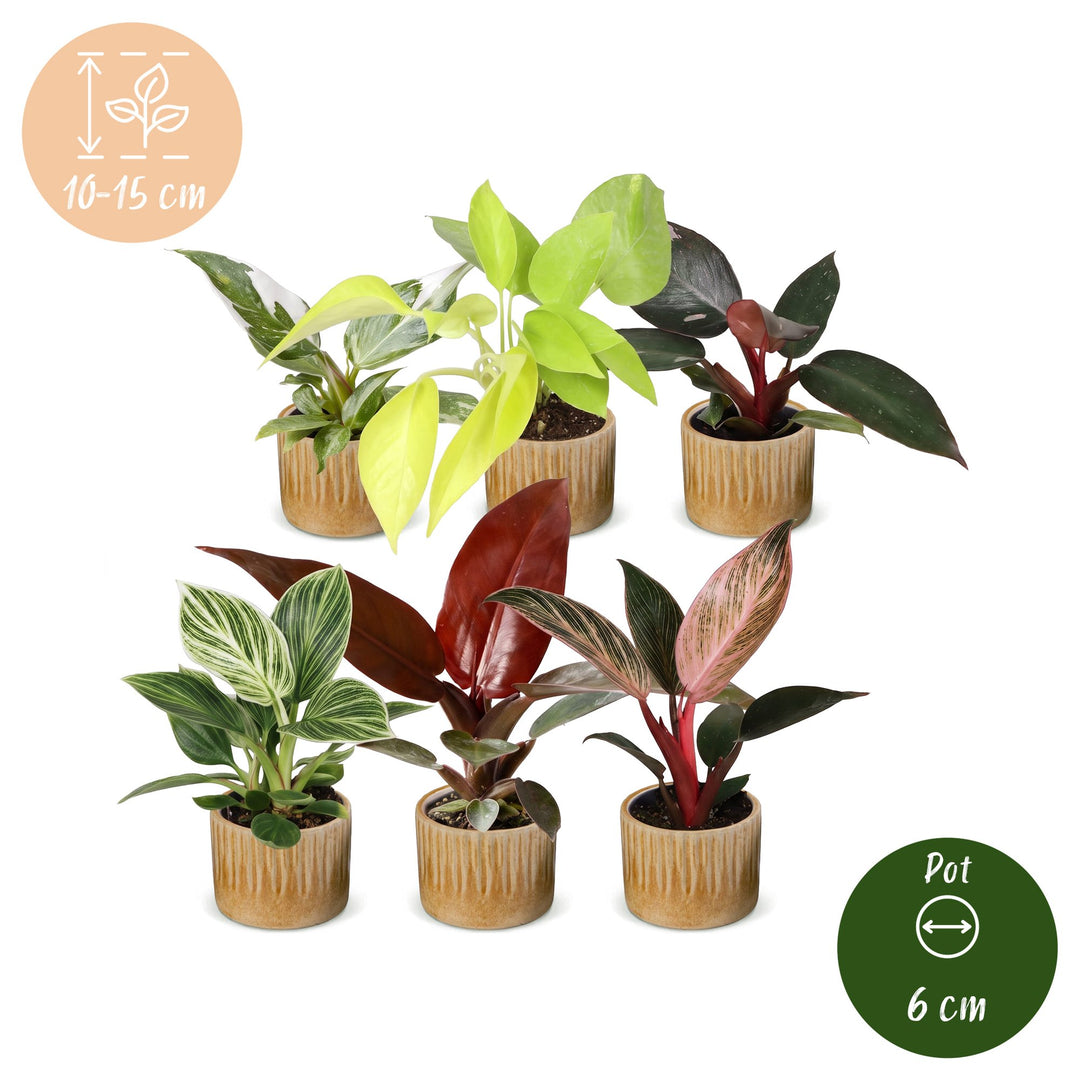 Baby Philodendron Family, pack of 6 houseplants in growing pots, image 5