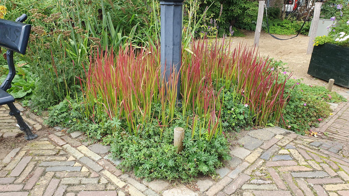 6x Imperata cylindrica 'Red Baron' - ↕10-25cm - Ø9cm packed for EU plant delivery from PlantGift.ie