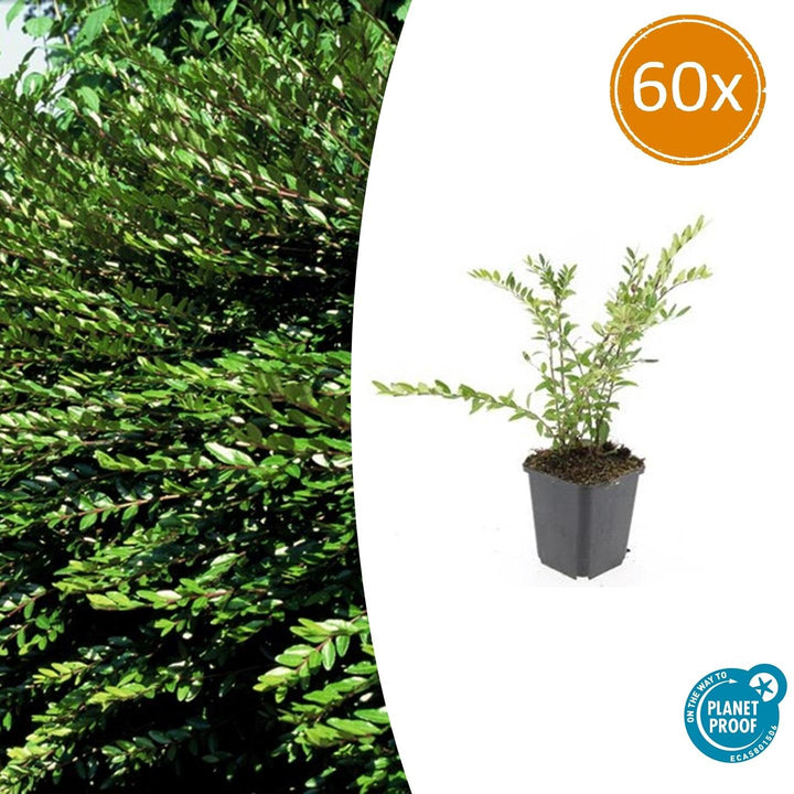 60x Lonicera pileata - ↕10-25cm - Ø9cm
