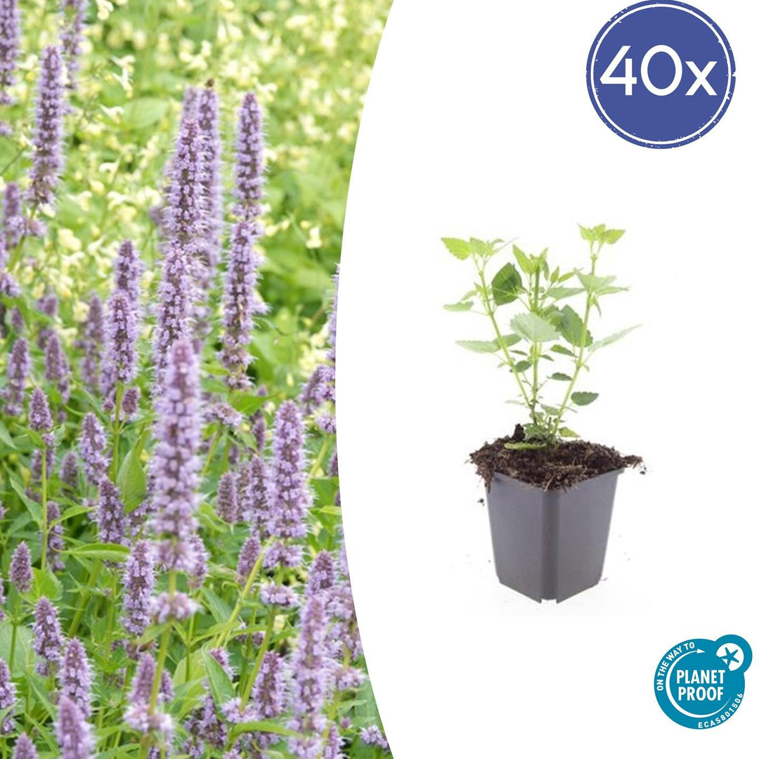 40x Agastache 'Blue Fortune' Lavender-Blue Perennial - 9cm Pot