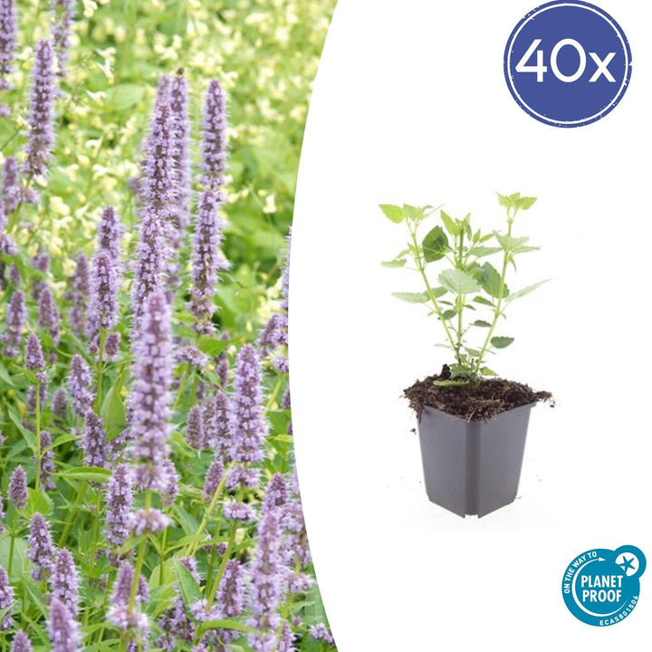 40x Agastache 'Blue Fortune' Lavender-Blue Perennial - 9cm Pot