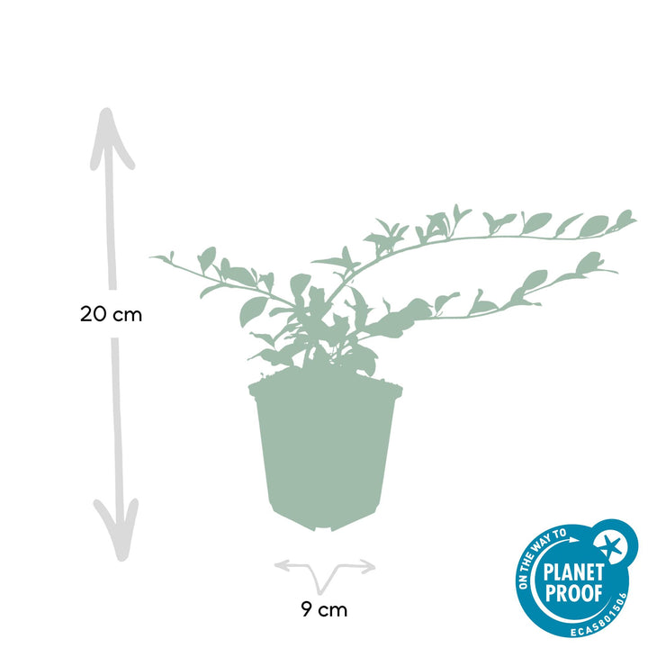 Low-growing glossy evergreen ground cover close-up of 6x Cotoneaster dammeri - ↕10-25cm - Ø9cm