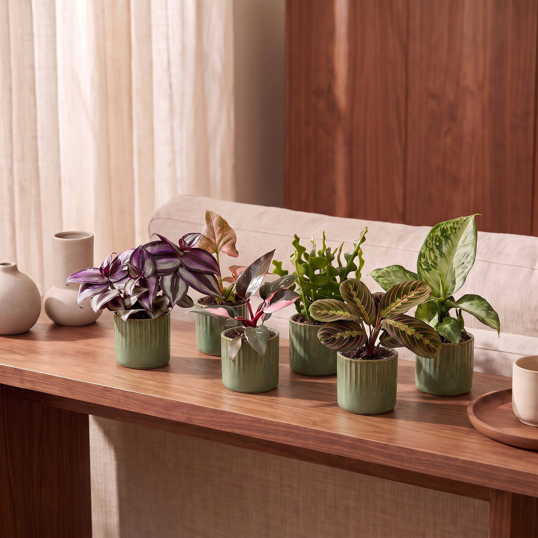 Baby Plants Surprise Box, 6 tropical plants in 6 cm pots, image 3