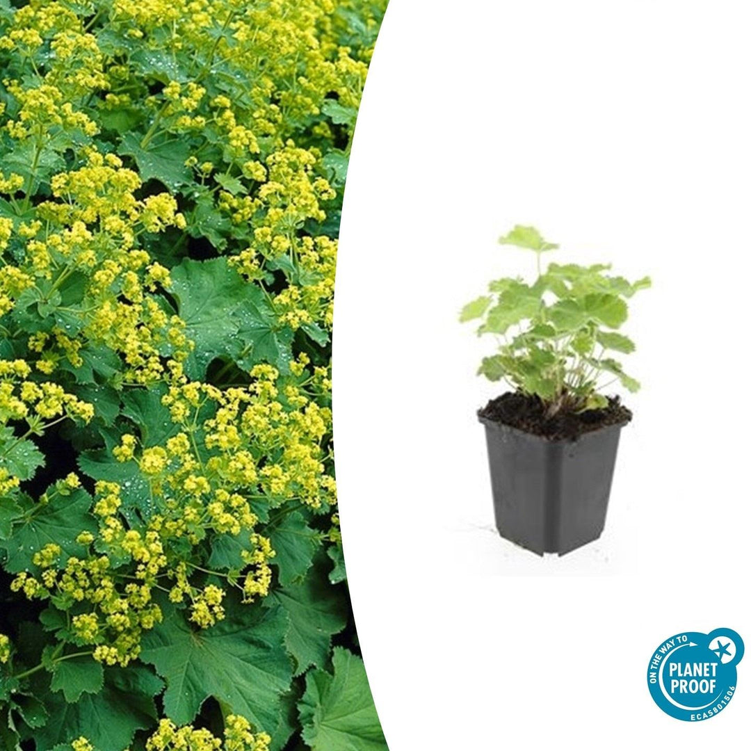 48x Alchemilla mollis Lady's Mantle - 9cm Pot - 10-25cm Height