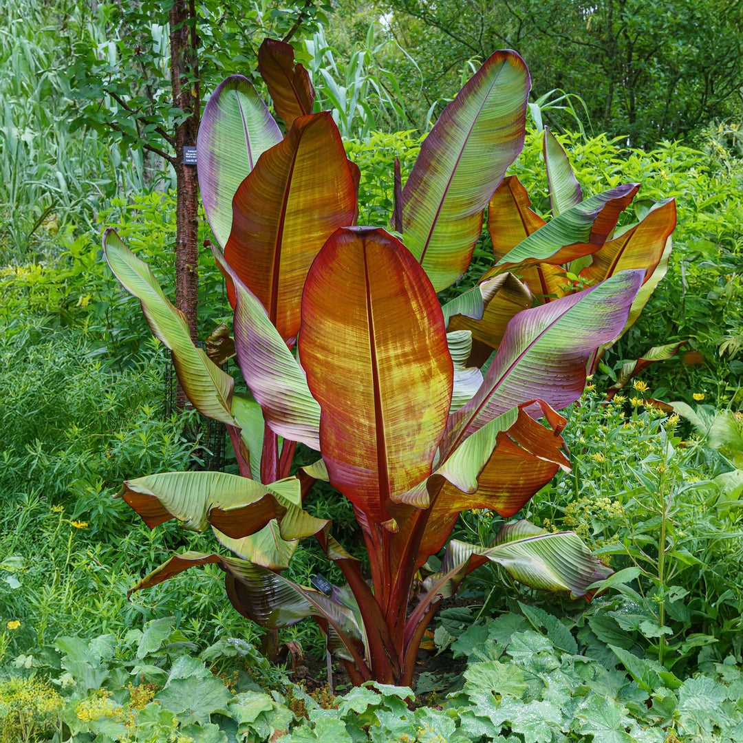 Pack of 6 Ensete ventricosum 'Maurelli' plants in 17cm pots, 40cm tall - view 4