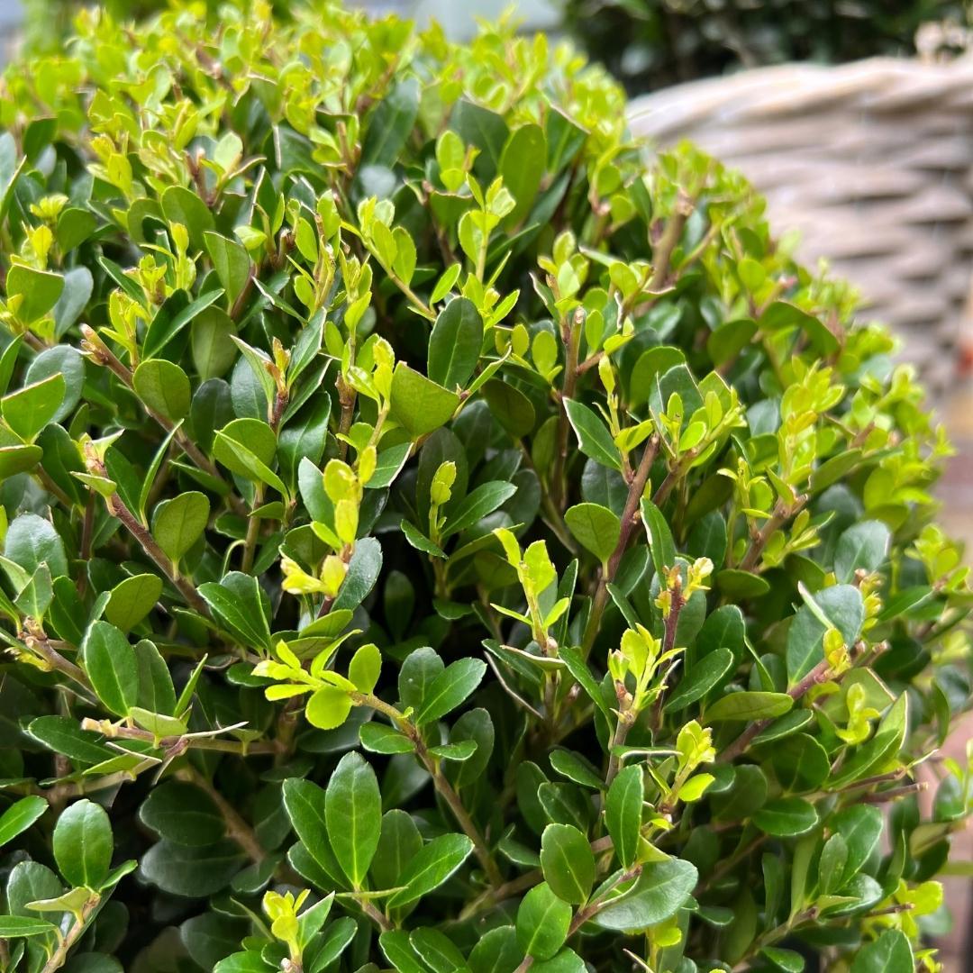 2x Ilex crenata 'Jenny' ball XL | set of 2 pieces | 25 cm Ø