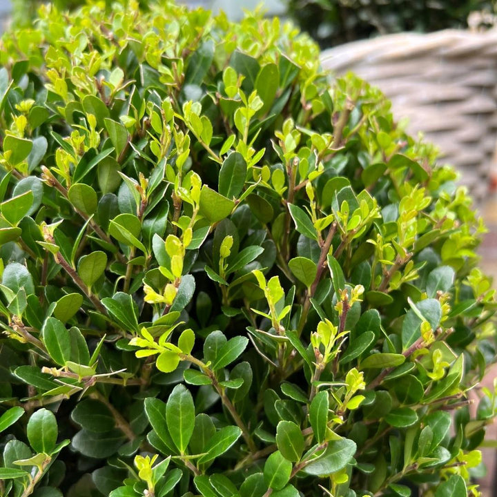 2x Ilex crenata 'Jenny' ball XL | set of 2 pieces | 25 cm Ø