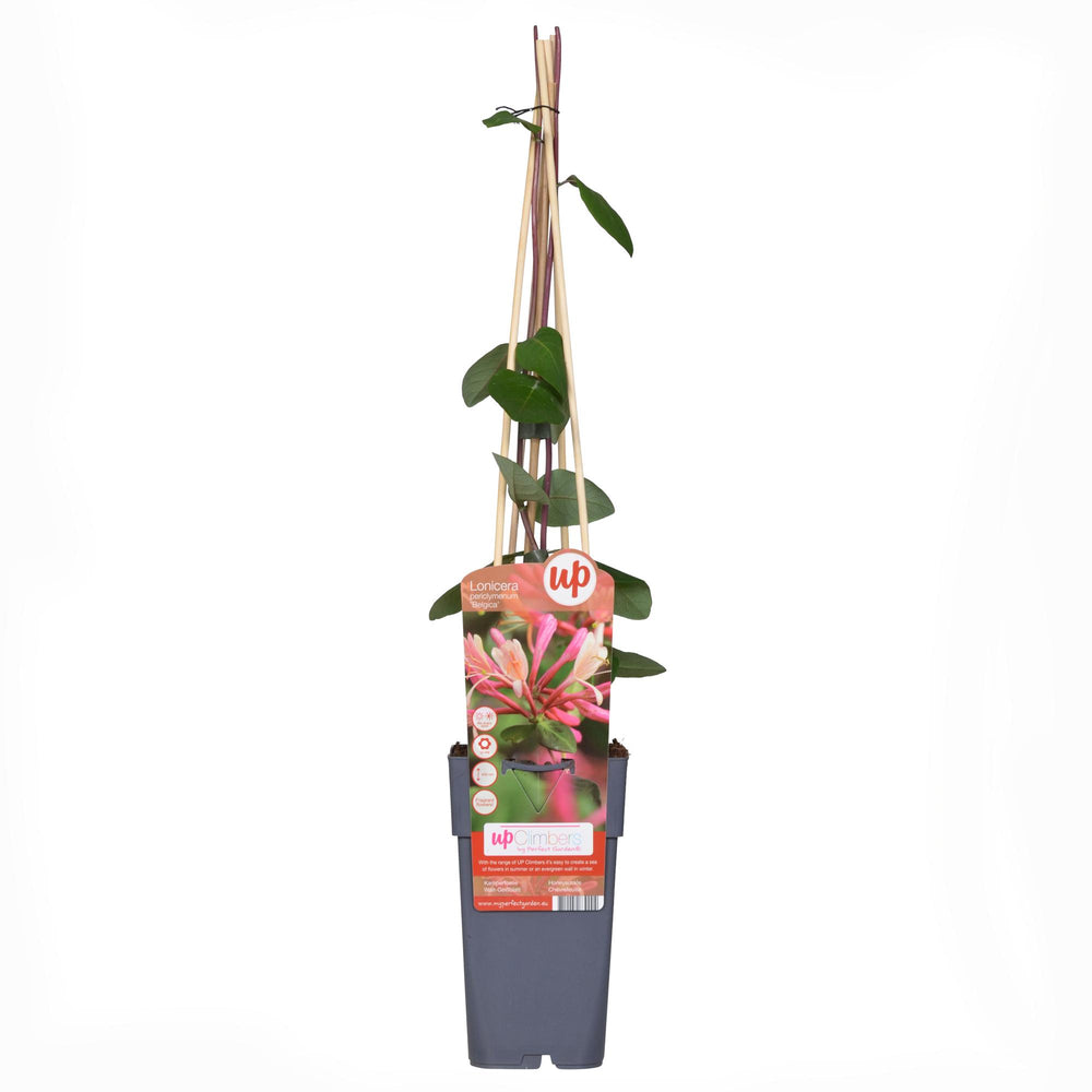 Healthy foliage and strong roots close-up of 3x - Lonicera periclymenum 'Belgica' - ↨65cm - Ø15