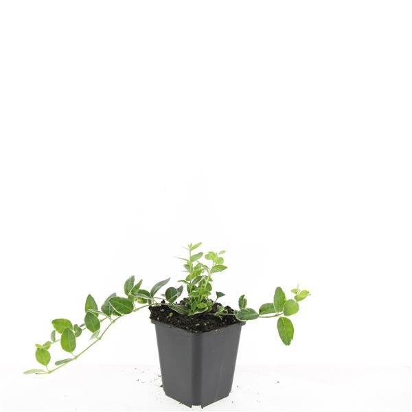 Vinca minor 'Argenteovariegata' plant in 9cm pot, variegated green leaves, height 10-25cm, by Everspring.