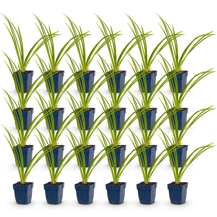 24 Hemerocallis 'Pink Damask' daylily plants in 11cm pots, 15-25cm tall - view 2