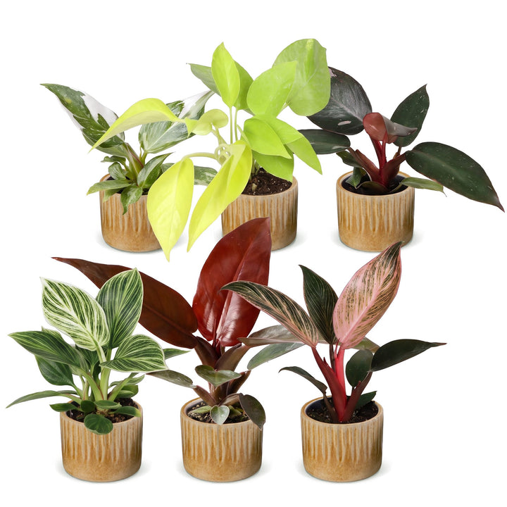 Baby Philodendron Family, pack of 6 houseplants in growing pots, image 2