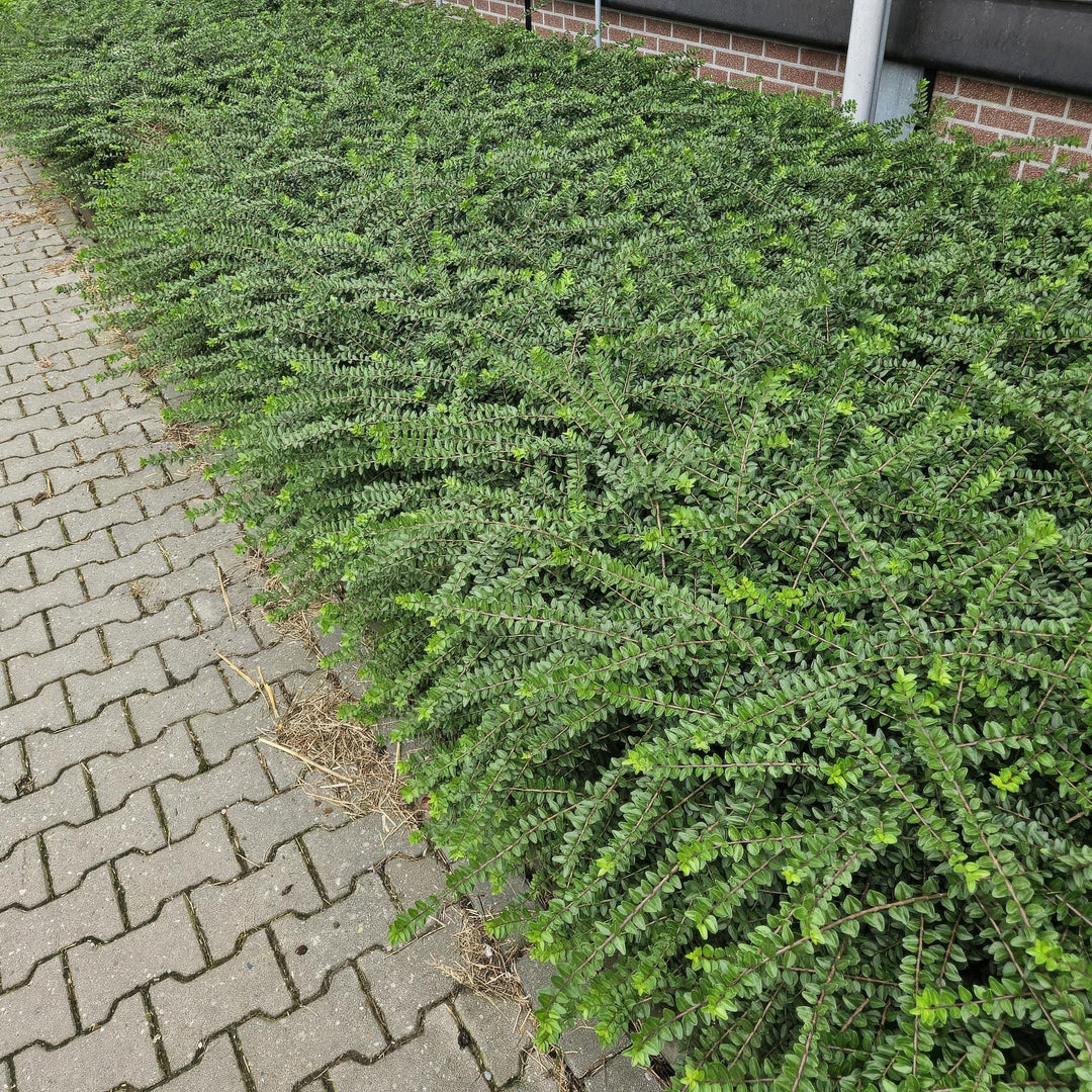 48x Lonicera nit. 'Maigrün' - ↕10-25cm - Ø9cm