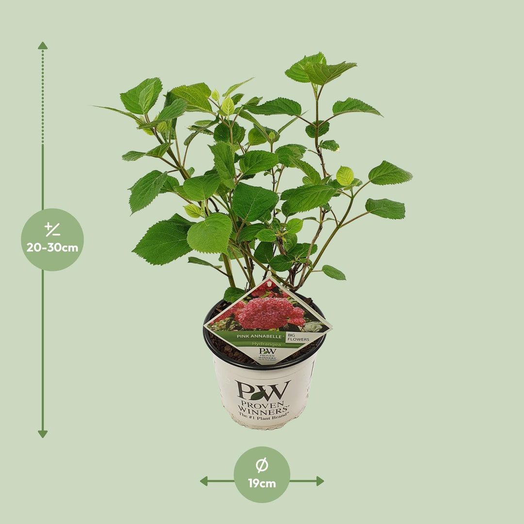 Hydrangea arborescens 'Pink Annabelle' in a 19cm pot, 30cm tall - view 7