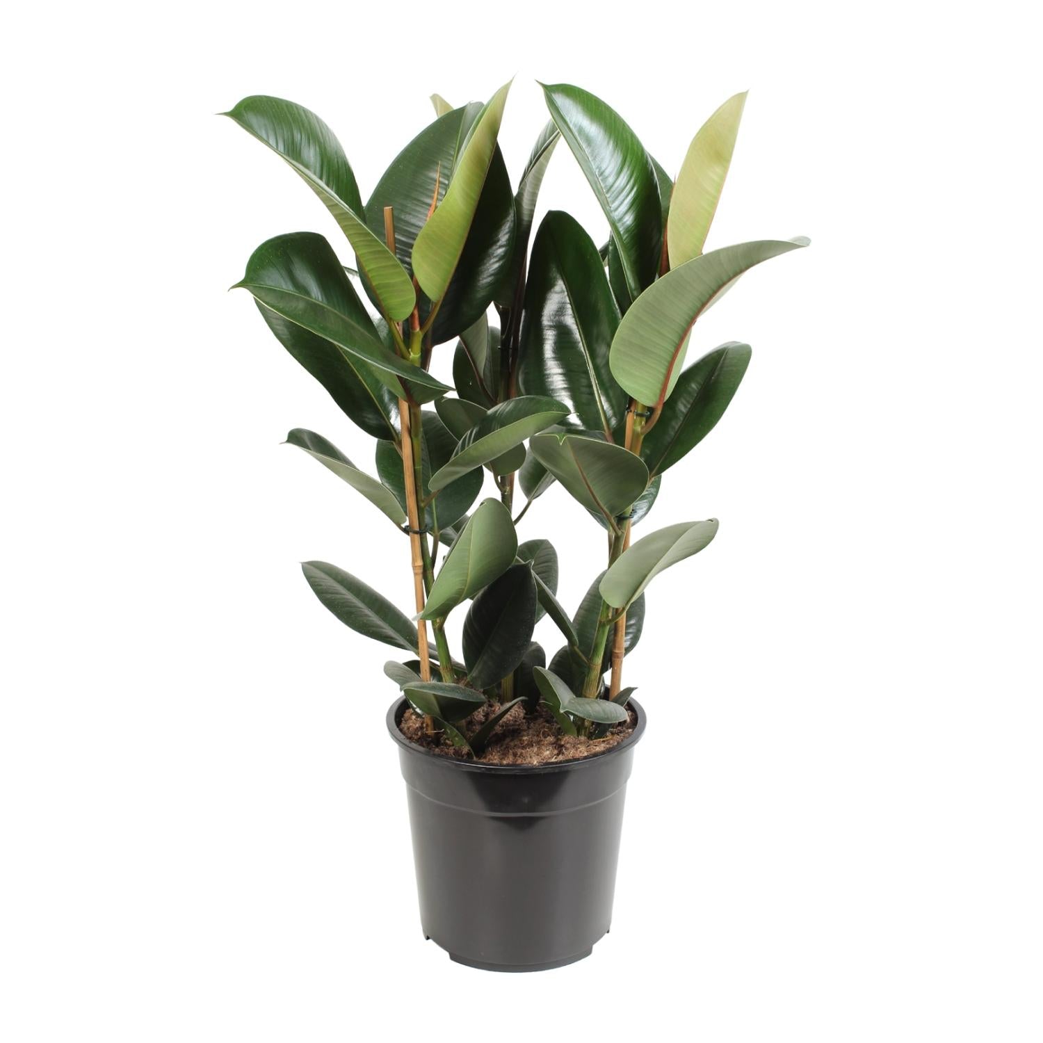Ficus Elastica Robusta 85cm - Rubber Plant Air Purifier 27cm Pot ...