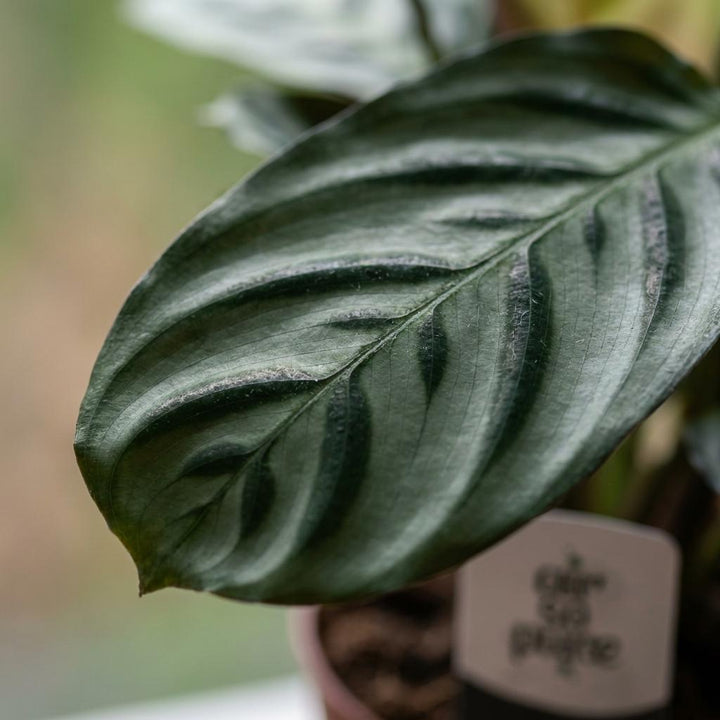 Fishbone Prayer Plant (Ctenanthe burle-marxii) - 4 Plants - 12cm Pot - 30cm Tall