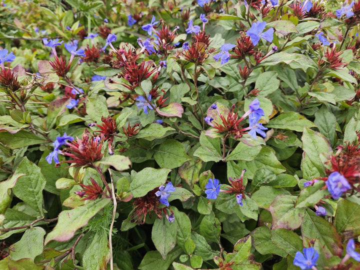 24x Ceratostigma plumbaginoides  - ↕10-25cm - Ø9cm alternative angle showing habit and leaf structure