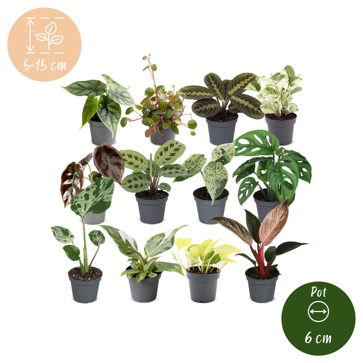 Baby Plants Surprise Box, 12 tropical plants in 6cm pots, image 5