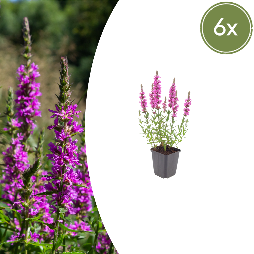 Healthy foliage and strong roots close-up of 6x Lythrum salicaria - ↕10-25cm - Ø9cm