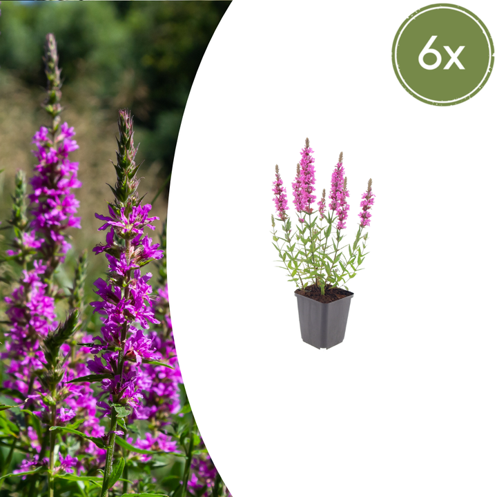 Healthy foliage and strong roots close-up of 6x Lythrum salicaria - ↕10-25cm - Ø9cm