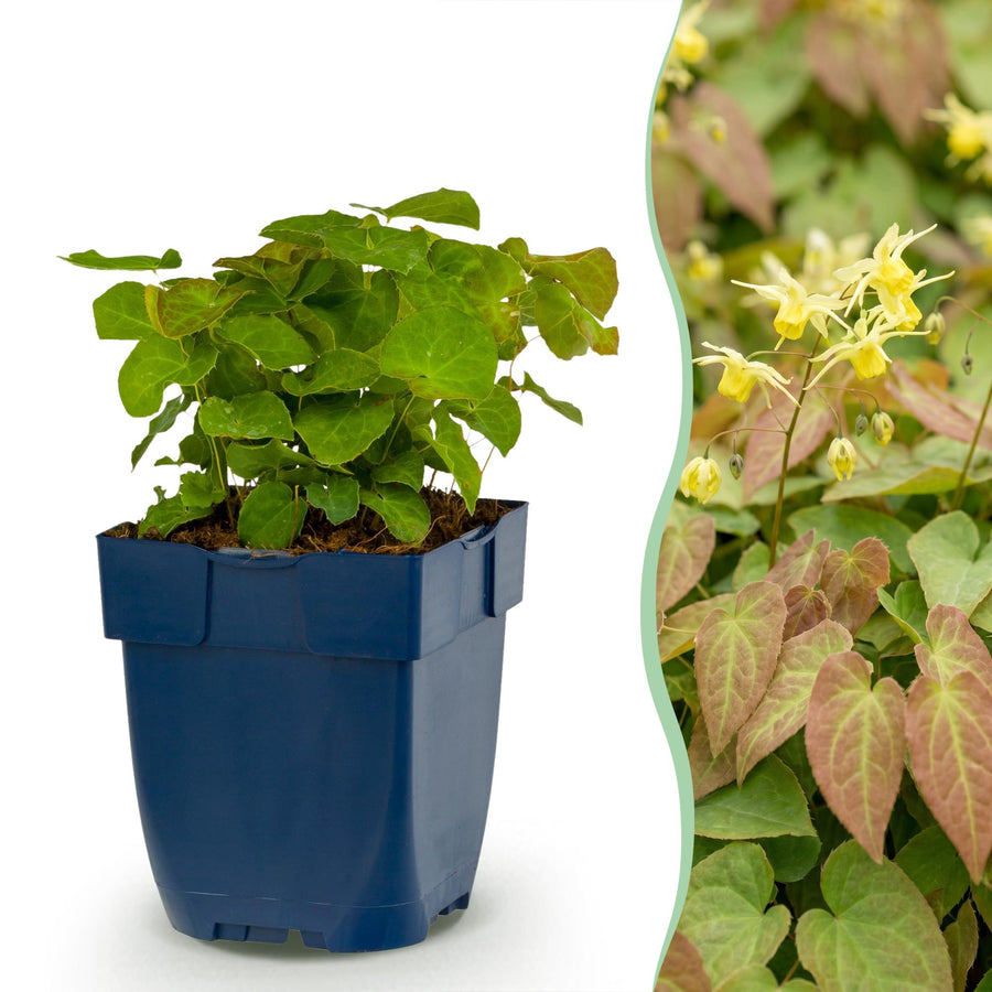 24x Epimedium perralchicum Frohnleiten barrenwort in 11cm pots