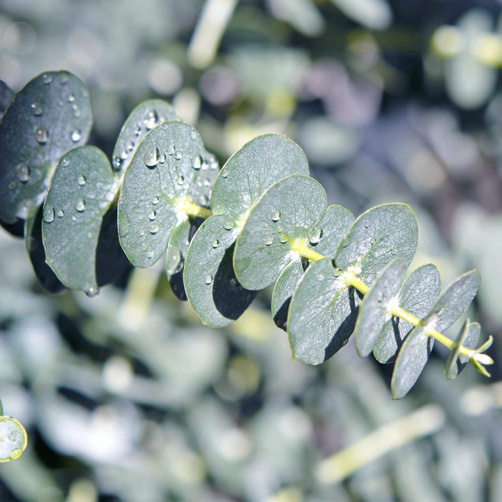 Pack of 6 Eucalyptus gunnii plants in 17cm pots, 40cm tall - view 5