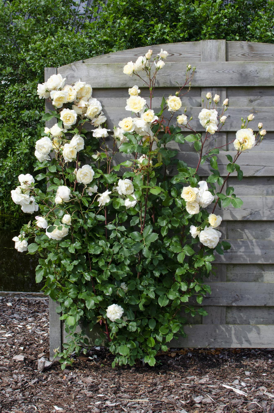 3x Rosa Mix - Bush Rose Selection - Ø15cm - ↕65cm