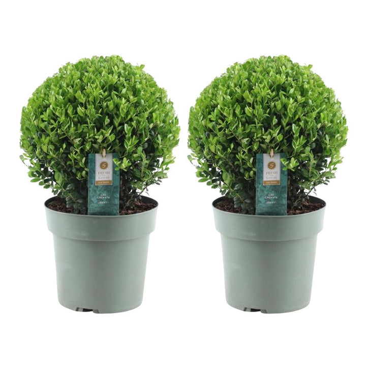 2x Ilex crenata 'Jenny' ball XL | set of 2 pieces | 25 cm Ø